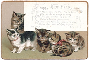 Tabby and White Cat
