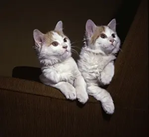 Two kittens with pink ears