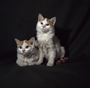 Images Dated 27th January 2017: Two kittens with pink ears