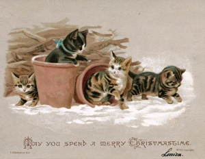 Tabby and White Cat