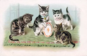 Images Dated 14th June 2018: Four kittens with a plate on a postcard