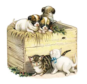 Kittens and puppies on a box-shaped Christmas card