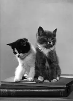 Kittens Sit on Books