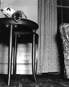 Two Kittens on a Table
