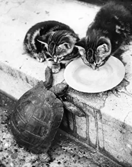 Images Dated 23rd March 2016: Kittens and Tortoise