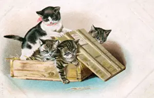 Crate Prints: Four kittens in a wooden crate on a greetings postcard
