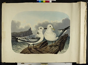 Images Dated 14th July 2010: The Kittiwake gull, immature and adult Rissa tridactyla