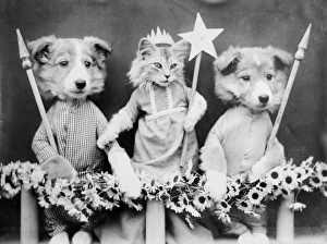 Images Dated 29th March 2012: Kitty May Queen