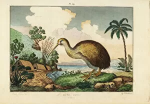Guerin Meneville Collection: Kiwi bird, Apteryx australis