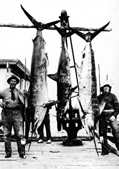 Images Dated 1st September 2011: Kiwi Swordfish Catch