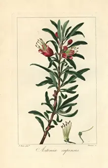 Pancracebessa Prints: Klapperbos or Chinese lantern tree, Nymania capensis