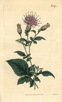 Couchman Prints: Klasea quinquefolia