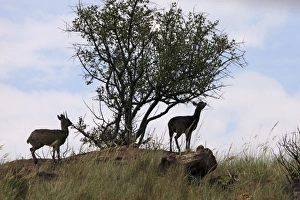 Images Dated 18th November 2011: Klipspringer - feeding at tree