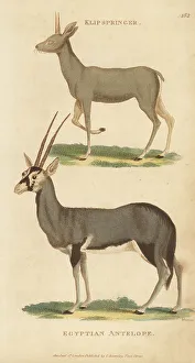 Kearsley Prints: Klipspringer and gemsbok