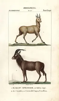 Klipspringer, Oreotragus oreotragus, and roan