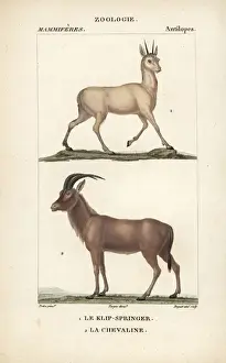 Roan Prints: Klipspringer, Oreotragus oreotragus, and roan