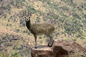 Images Dated 18th November 2011: Klipspringer - stand on the tips of their hooves