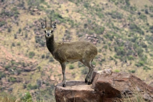 Images Dated 18th November 2011: Klipspringer - stand on the tips of their hooves