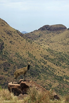 Images Dated 18th November 2011: Klipspringer - stand on the tips of their hooves