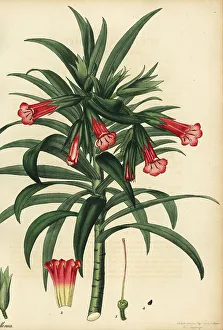 Kloof healthbush, Lobostemon regulariflorus