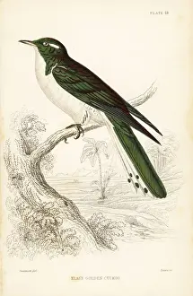 Cuckoo Prints: Klss cuckoo, Chrysococcyx kls