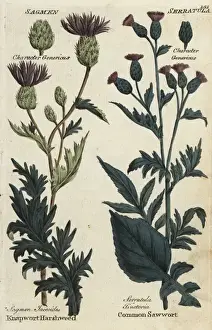 Joshuahamilton Prints: Knapwort harshweed and common saw-wort