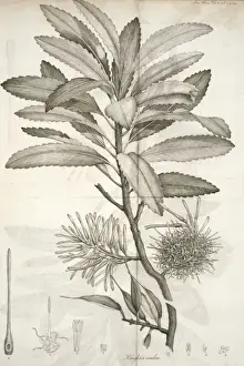 Honeysuckle Prints: Knightia excelsa, rewarewa