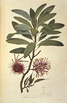 New Zealand Gallery: Knightia excelsa, rewarewa honeysuckle tree