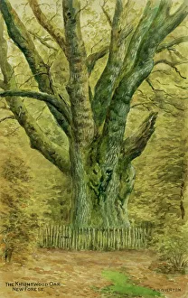 Knightwood Oak, New Forest, Hampshire