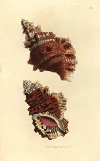 Triton Prints: Knobbed triton, Charonia lampas