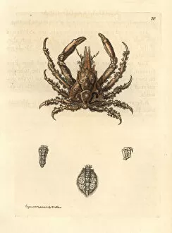Knot-legged pisa crab, Pisa nodipes