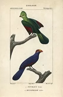 Knysna turaco, Tauraco corythaix, and violet