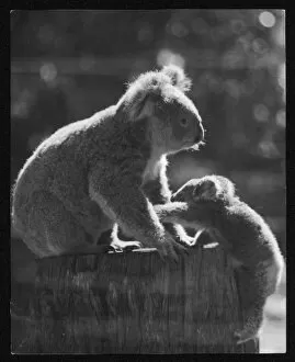Animals Gallery: Koala Bear and Cub