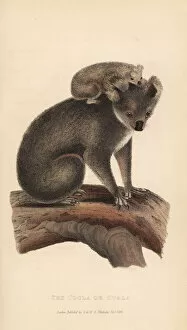 Cinereus Collection: Koala or coola, Phascolarctos cinereus