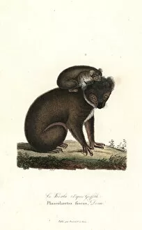 Cinereus Collection: Koala, Phascolarctos cinereus