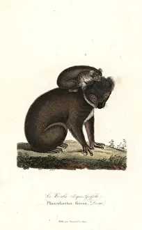 Complements Prints: Koala, Phascolarctos cinereus