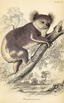 Lizars Prints: Koala, Phascolarctos cinereus