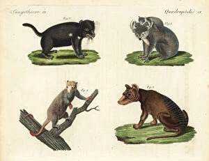 Cinereus Collection: Koala, Tasmanian devil, thylacine and white phalanger