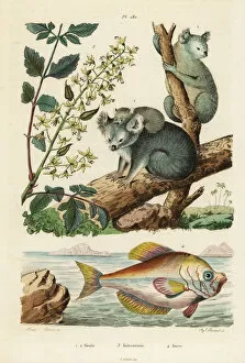 Cinereus Collection: Koala, varnish tree and Indian humphead
