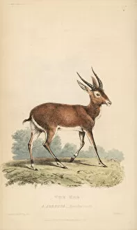 Griffith Collection: Kob, Kobus kob (Antilope adenota)