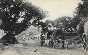 Oxen Prints: Kodaikanal hill station, Tamil Nadu, India