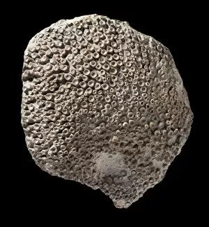 Anthozoa Gallery: Kodonophyllum truncatum, fossil coral