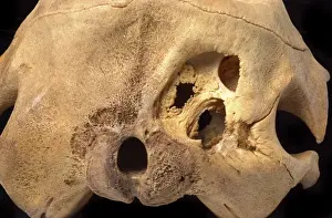 Kogia breviceps, pygmy sperm whale