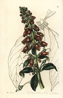 Longifolia Prints: Kohleria spicata