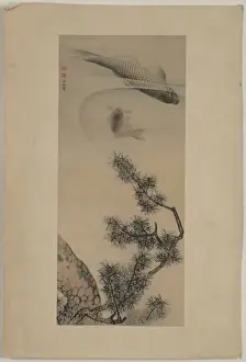 Koi under a pine branch
