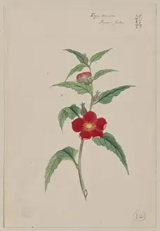 Koji kuwa - June-July