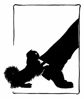 Images Dated 28th October 2011: Koko the Pekinese dog with postmans leg