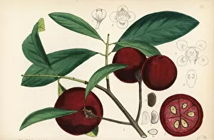 Kokum, amsool or brindall, Garcinia indica
