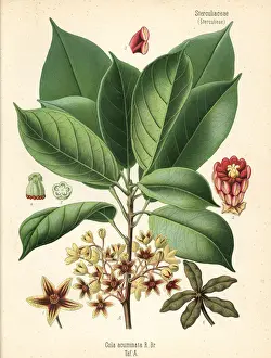 Adolph Prints: Kola nut or kola tree, Cola acuminata