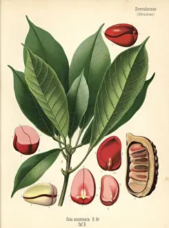 Kola nut or kola tree, Cola acuminata